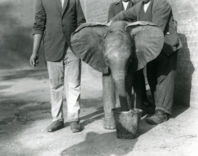 1923年9月、ロンドン動物園のダリシャと飼育係によって飲み物を与えられている若いアフリカ象キベレンゲ（bw写真） 作： Frederick William Bond